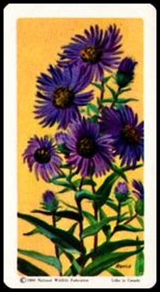 44 New England Aster